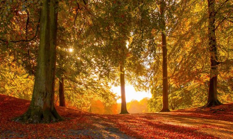 Nothing Gold Can Stay