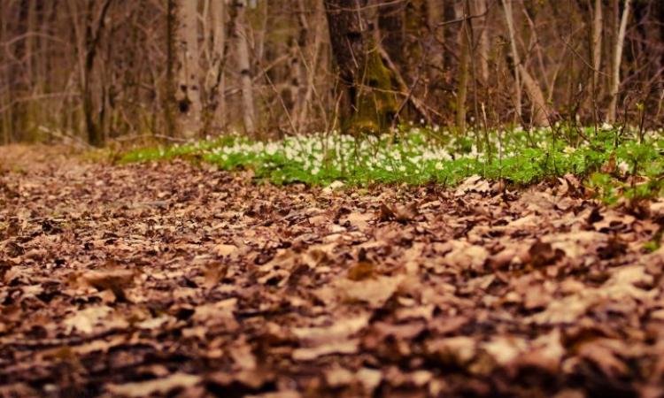 The Life That I Have